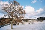 Cornell plantations