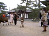 Jardins de Nara