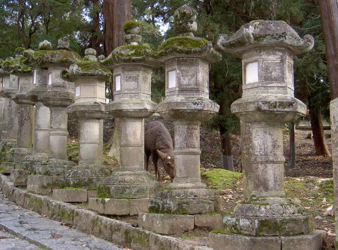 Biche et lanternes