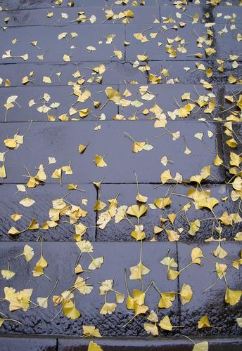 Feuilles mortes